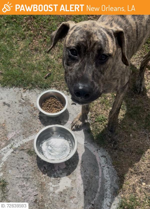 Found/Stray Male Dog last seen St Bernard and Villere st , New Orleans, LA 70116