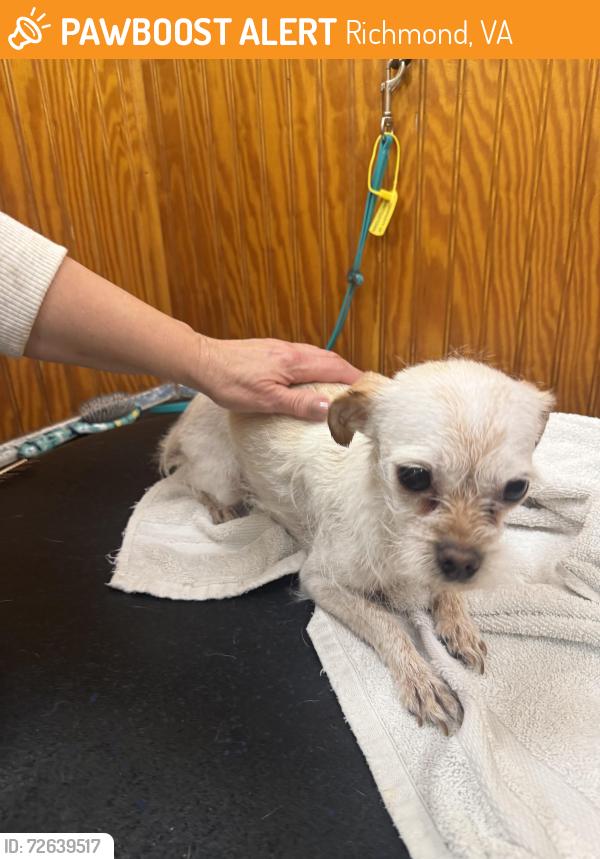 Found/Stray Female Dog last seen W 34th st, Richmond, VA 23225