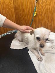 Found/Stray Female Dog last seen W 34th st, Richmond, VA 23225