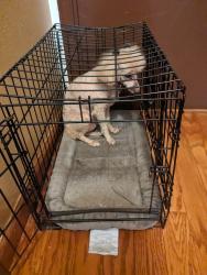 Lost Female Dog last seen Parker and HWY 67, St. Louis, MO 63138