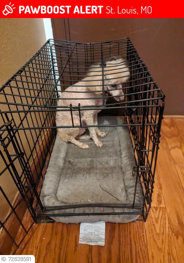 Lost Female Dog last seen Parker and HWY 67, St. Louis, MO 63138