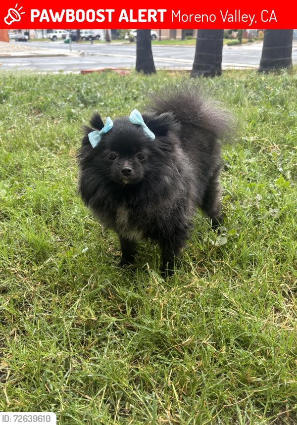 Lost Female Dog last seen Bellcrest ct , Moreno Valley, CA 92553