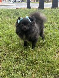 Lost Female Dog last seen Bellcrest ct , Moreno Valley, CA 92553
