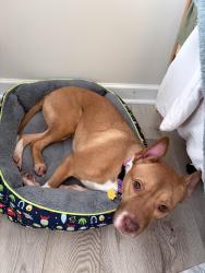 Found/Stray Female Dog last seen Green Oaks Lane and Eastcrest Drive, Charlotte, NC 28205