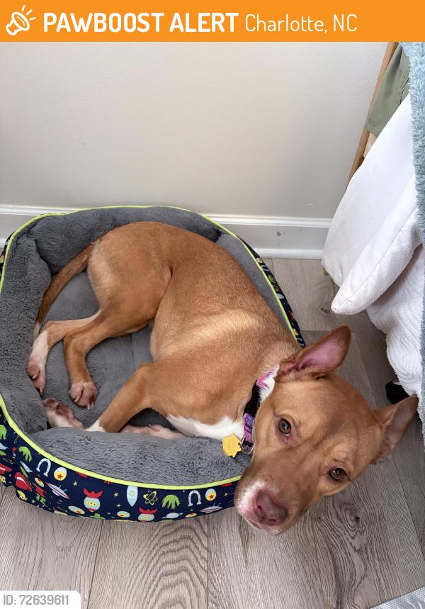 Found/Stray Female Dog last seen Green Oaks Lane and Eastcrest Drive, Charlotte, NC 28205