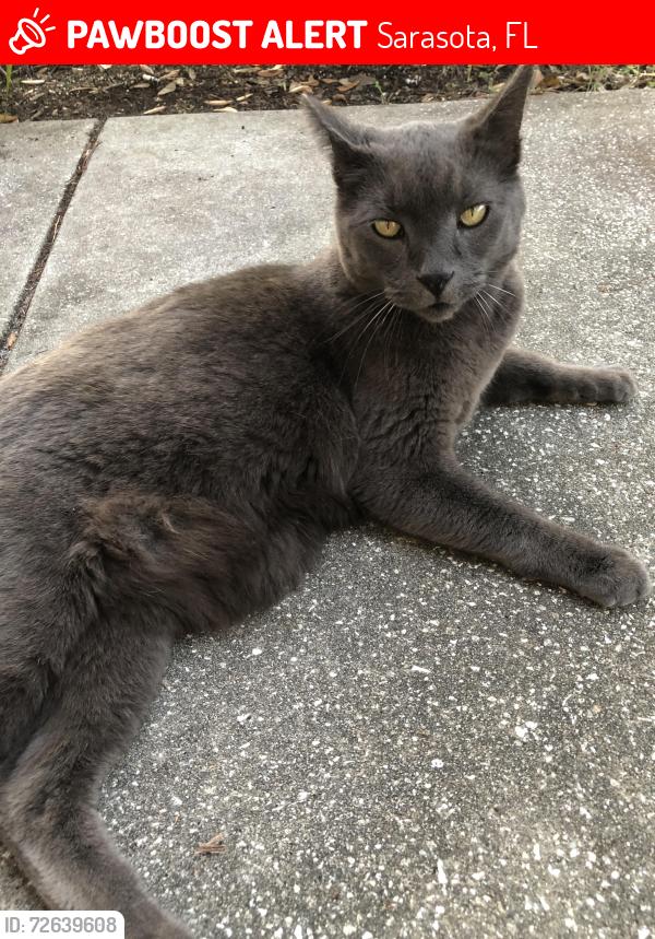 Lost Male Cat last seen Milmar and Pelican , Sarasota, FL 34237
