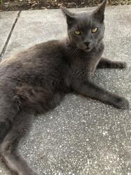 Lost Male Cat last seen Milmar and Pelican , Sarasota, FL 34237