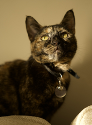 Lost Female Cat last seen De Beauvoir Town, Greater London, England N1 4HG