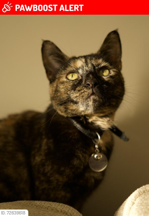 Lost Female Cat last seen De Beauvoir Town, Greater London, England N1 4HG