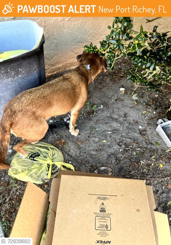 Found/Stray Unknown Dog last seen Mallow St and Grand Blvd. , New Port Richey, FL 34652