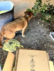 Found/Stray Unknown Dog last seen Mallow St and Grand Blvd. , New Port Richey, FL 34652