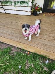 Lost Female Dog last seen Closner and canton, Edinburg, TX 78539