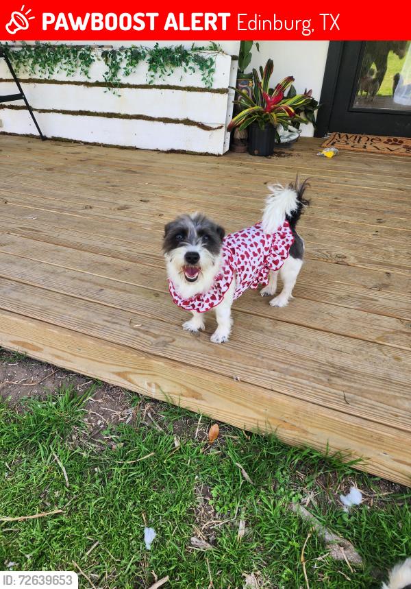 Lost Female Dog last seen Closner and canton, Edinburg, TX 78539