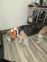 Found/Stray Female Dog last seen Cedar, Niceville, FL 32578