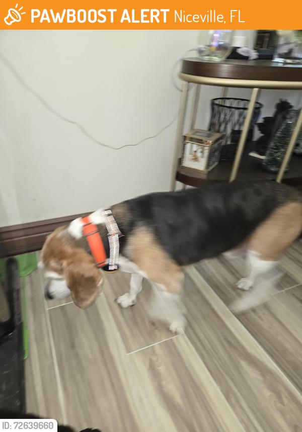 Found/Stray Female Dog last seen Cedar, Niceville, FL 32578