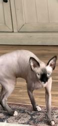 Lost Female Cat last seen Warm springs and emden Henderson nv skipjack ave., Henderson, NV 89015