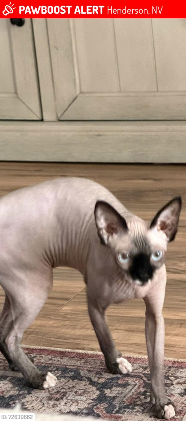 Lost Female Cat last seen Warm springs and emden Henderson nv skipjack ave., Henderson, NV 89015
