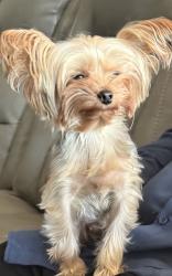 Lost Female Dog last seen 77th and Broadway, Phoenix, AZ 85043