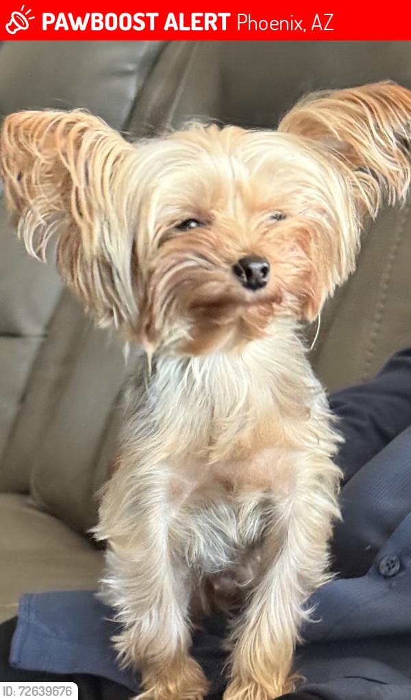 Lost Female Dog last seen 77th and Broadway, Phoenix, AZ 85043
