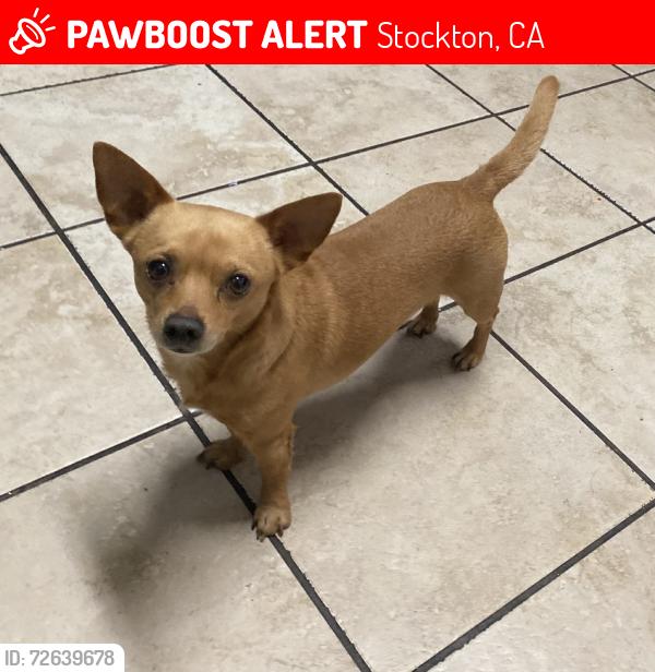 Lost Male Dog last seen Going outside, Stockton, CA 95205