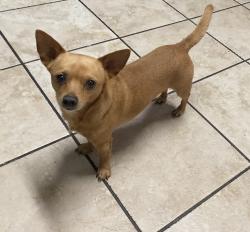 Lost Male Dog last seen Going outside, Stockton, CA 95205