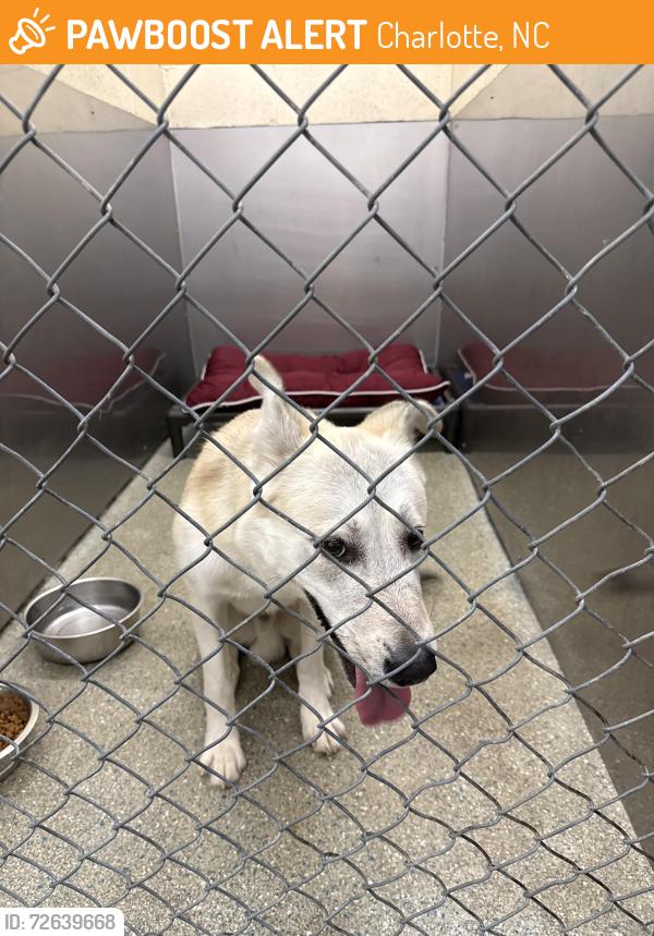 Found/Stray Unknown Dog last seen South Blvd, Charlotte, NC 28210