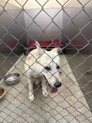 Found/Stray Unknown Dog last seen South Blvd, Charlotte, NC 28210
