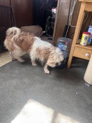 Found/Stray Female Dog last seen The old  red barn that used to bephysical therapy , Bosque Farms, NM 87068