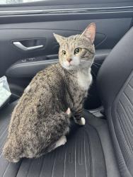 Found/Stray Male Cat last seen Ventura Park Elementary School, Portland, OR 97216
