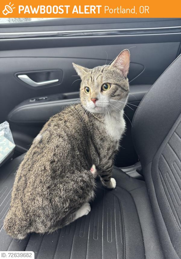 Found/Stray Male Cat last seen Ventura Park Elementary School, Portland, OR 97216