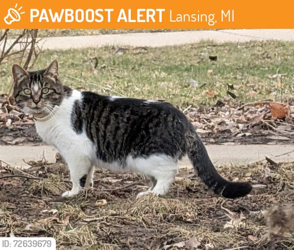 Found/Stray Unknown Cat last seen Kipling & LaSalle, Lansing, MI 48912