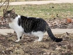 Found/Stray Unknown Cat last seen Kipling & LaSalle, Lansing, MI 48912