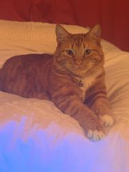 Lost Male Cat last seen Carlyle Woods cndmnium, 1468 Briarwood Rd NE, Brookhaven, GA 30319, Brookhaven, GA 30319