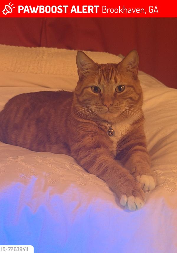Lost Male Cat last seen Carlyle Woods cndmnium, 1468 Briarwood Rd NE, Brookhaven, GA 30319, Brookhaven, GA 30319