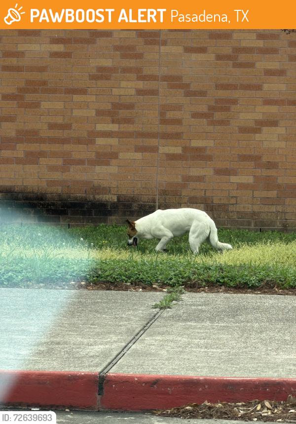 Found/Stray Unknown Dog last seen deep water , Pasadena, TX 77506