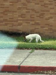 Found/Stray Unknown Dog last seen deep water , Pasadena, TX 77506