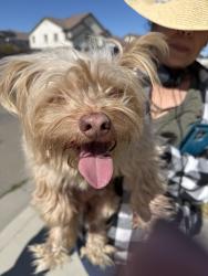 Found/Stray Male Dog last seen Salvador lane , Oakley, CA 94561