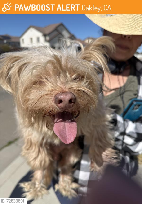 Found/Stray Male Dog last seen Salvador lane , Oakley, CA 94561