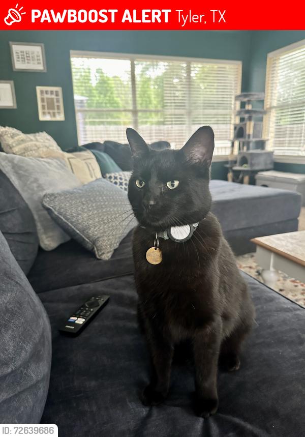 Lost Male Cat last seen Synagogue on Donnybrook , Tyler, TX 75701