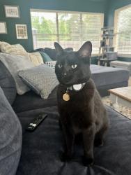 Lost Male Cat last seen Synagogue on Donnybrook , Tyler, TX 75701