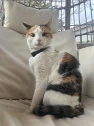 Lost Female Cat last seen Flannigan park, Colorado Springs, CO 80907