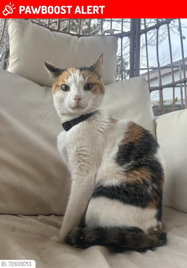 Lost Female Cat last seen Flannigan park, Colorado Springs, CO 80907