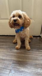 Lost Male Dog last seen hmstd y tidwel, Houston, TX 77028