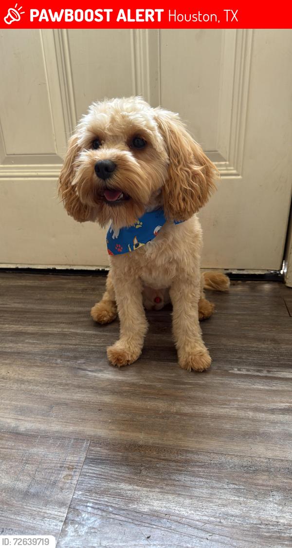 Lost Male Dog last seen hmstd y tidwel, Houston, TX 77028