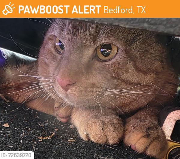 Found/Stray Unknown Cat last seen Barr Drive and Bedford Road, Bedford 76021, Bedford, TX 76021