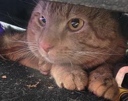 Found/Stray Unknown Cat last seen Barr Drive and Bedford Road, Bedford 76021, Bedford, TX 76021