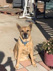 Lost Male Dog last seen The Maisons 65th st east Ave S Palmdale CA 93552 , Palmdale, CA 93552