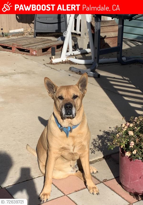 Lost Male Dog last seen The Maisons 65th st east Ave S Palmdale CA 93552 , Palmdale, CA 93552