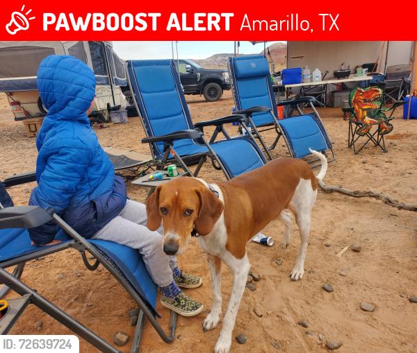Lost Male Dog last seen Georgia St. And SW 15th Ave, Amarillo, TX 79102