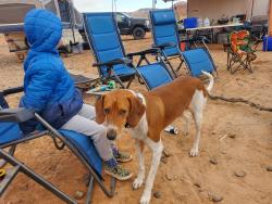 Lost Male Dog last seen Georgia St. And SW 15th Ave, Amarillo, TX 79102